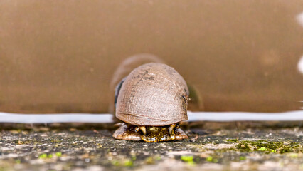 Detailed close-up of a snail crawling along a surface with water nearby