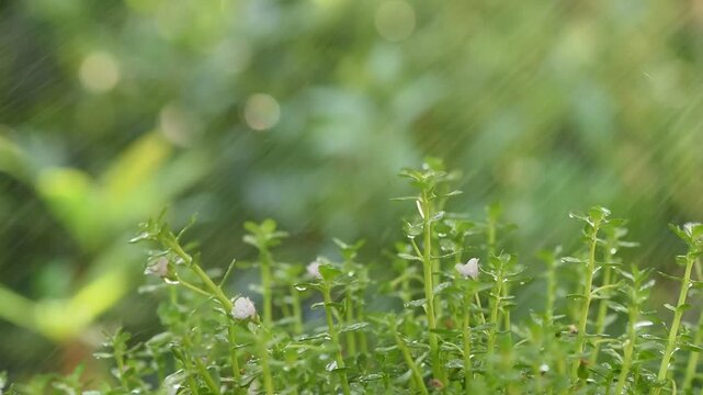 Indian pennywort, brahmi or Bacopa monnieri and water drop on  natural background.