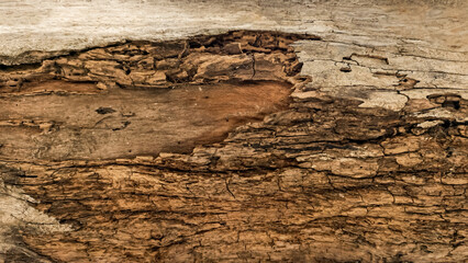 Detailed Close-Up of Decaying Wood Texture Revealing Natural Patterns