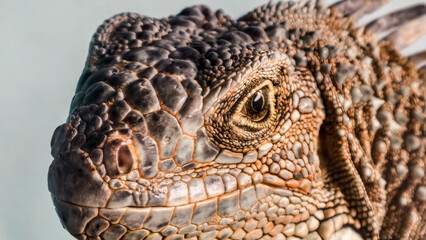 Detailed close-up portrait capturing the unique features of an iguana's head