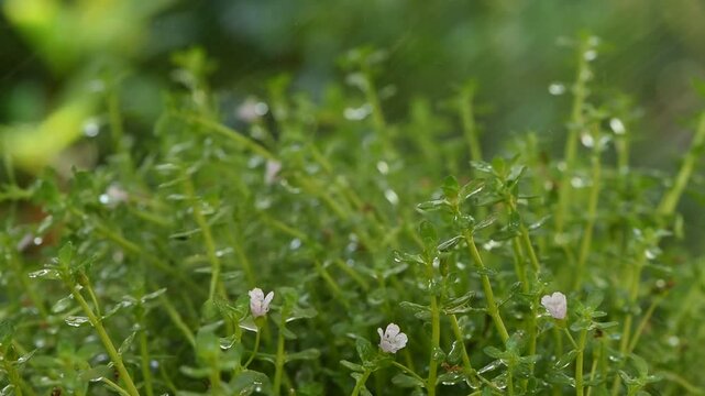 Indian pennywort, brahmi or Bacopa monnieri and water drop on  natural background.