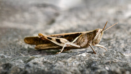 Detailed Macro Image of a Grasshopper Resting on a Rocky Surface
