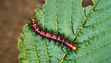 Detailed macro photograph of a spiky caterpillar feeding on a green leaf