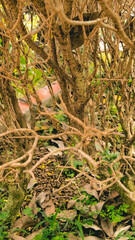 Dry shrub with intricate branches against a backdrop of mixed flora