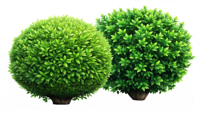 Flower shrub bush fence tree isolated plant with clipping path.