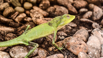 Emerald Oriental Garden Lizard basks amidst river rocks with textured skin