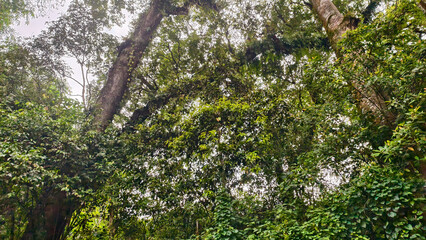 Enchanting canopy vista with lush greenery and trees in the forest