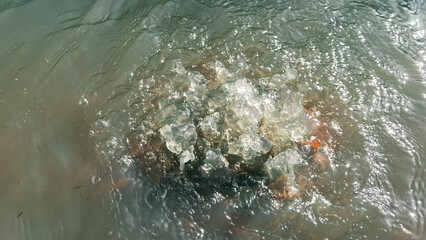 Fish pond water circulation