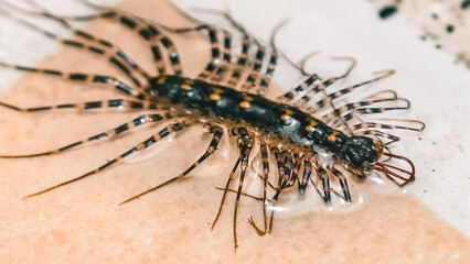 Exotic Centipede in detailed Macro view showing Legs and Body Spots