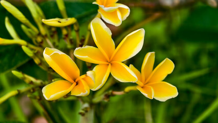 Exotic Yellow Plumeria Flowers in Close-Up on Blurred Green Background