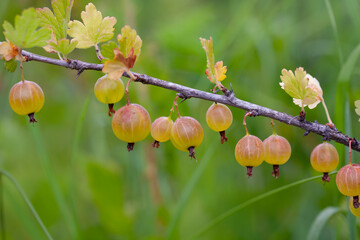 Gooseberry on a branch of a gooseberry bush. Ribes uva-crispa in organic garden