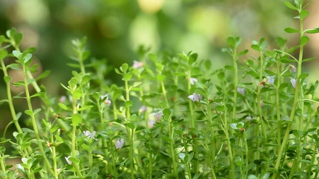 Indian pennywort, brahmi or Bacopa monnieri trees on  natural background.