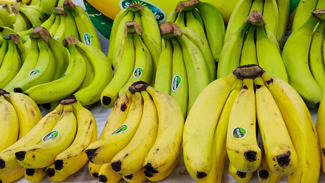 Fresh ripe and unripe bananas background in vibrant yellow and green hues.  East Java, Malang - April 13, 2025