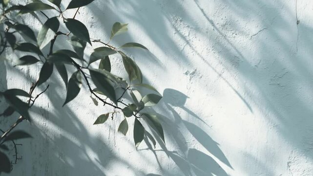 Leafy plant shadows move gracefully across a textured white surface in soft daylight. Calming, loop-ready nature video ideal for branding, interior concepts, wellness content, or meditative visuals.