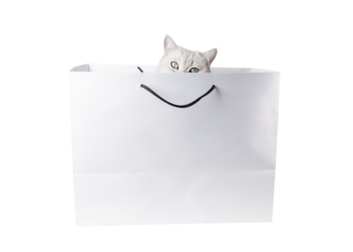 Silver scottish straight cat with green eyes looks out curiously from white cardboard shopping bag with black rope handles isolated on white background,creating adorable and playful scene,