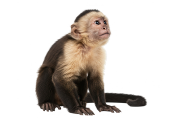 Capuchin monkey sitting and looking up isolated on transparent background