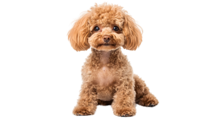 Adorable Toy Poodle Sitting on White Background - Isolated Pet Image