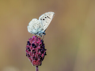Cupido minimus on lavender bud, close-up in soft natural light.