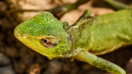 Green forest chameleon close-up showcasing intricate details and vibrant coloration