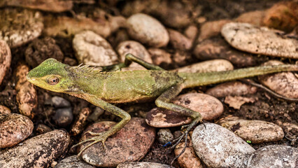 Green garden lizard resting on rocks, blending seamlessly with nature