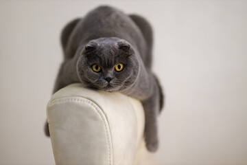 Playful, grey Scottish Fold cat is lazily laying on the cozy armchair, fully relaxed. This peaceful...