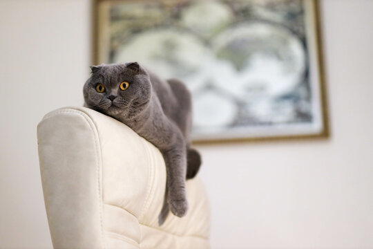 Playful grey scottish-fold cat is laying on the armchair and looking into the window. Cat's resting and chilling out and enjoying this life, sleeping domestic pet in appartment, picture on wall