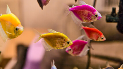 Group of vibrant genetically modified fish swimming inside a glass aquarium