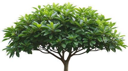 Captivating Green Tree with PNG transparent background for Design Use