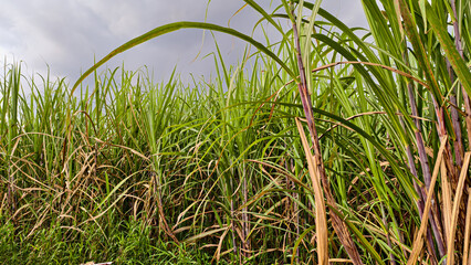 Lush green expanse of sugarcane plantation under overcast sky ambiance