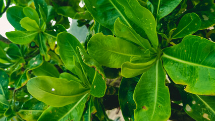 Lush Green Foliage Exhibiting Textural Details in Natural Environment