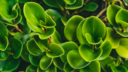 Lush green foliage of a creeping rubberplant, a stunning macro nature shot