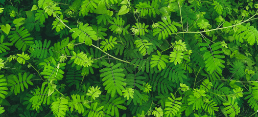 Lush green foliage of sensitive plants creates a refreshing backdrop