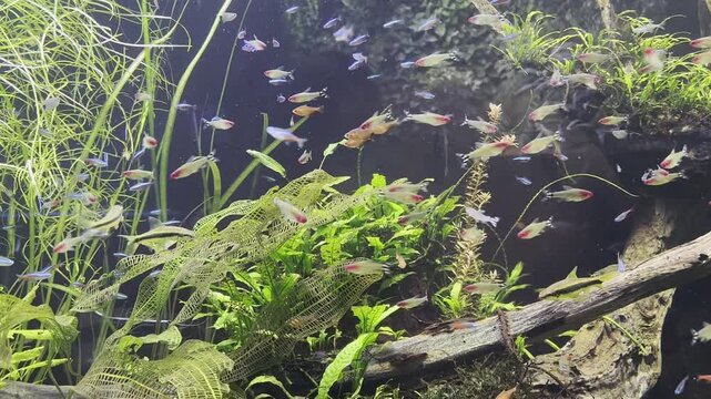 Small Tropical River Fish Swimming in Aquarium &ndash; Petitella Bleheri, Hyphessobrycon Amandae, and Paracheirodon Innesi in a Peaceful Underwater Scene, HD Video
