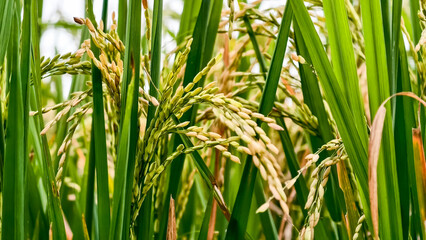 Lush Green Rice Paddy Field Displaying Ripening Grain Close Up