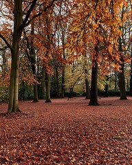 Naklejka premium Autumn Park Landscape with Vibrant Red and Orange Foliage and Leaf-Covered Ground