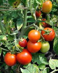 
organically cultivated tomato plantation in the vegetable garden
