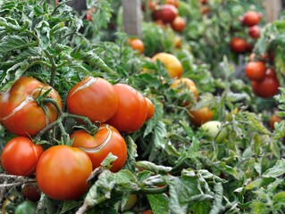 
organically cultivated tomato plantation in the vegetable garden
