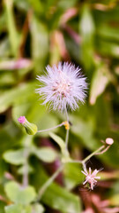 Macro shot of delicate flower head with ethereal filaments amidst green foliage
