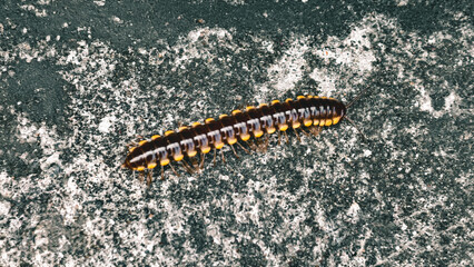 Millipede crawling on rough concrete surface in close-up detailed shot