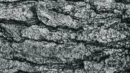Monochrome close-up shot of a rough bark texture with deep crevices