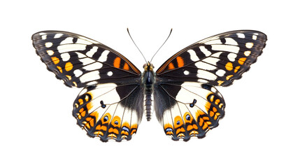 Obraz premium Beautiful Butterfly Isolated on White Background for Graphic Designs and Artworks