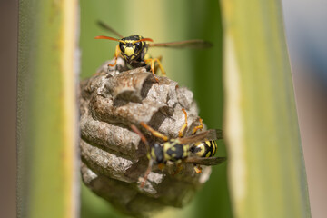Avispa en panal
