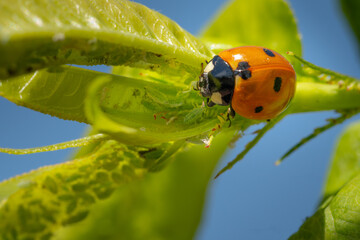 Mariquita comendo pulgón