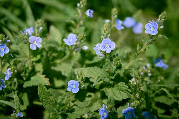 A beautiful veronica flowers in a summer meadow. Veronica blossoms in meadow.