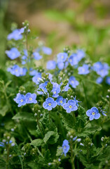 A beautiful veronica flowers in a summer meadow. Veronica blossoms in meadow.