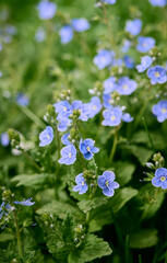 A beautiful veronica flowers in a summer meadow. Veronica blossoms in meadow.