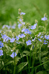 A beautiful veronica flowers in a summer meadow. Veronica blossoms in meadow.