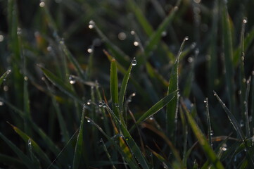 Close-up of wet grass with water drops