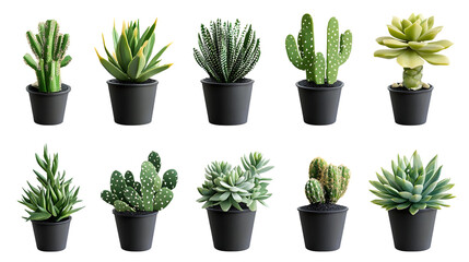 Fototapeta premium Varied Collection of Cactus and Succulents for Creative Projects
