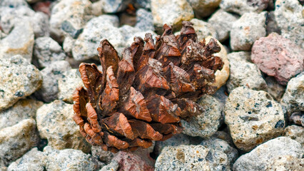 Still life presenting a pinecone nestled amongst textured pebbles outdoors